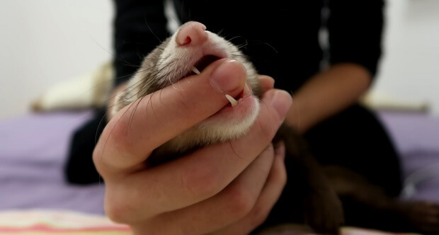 ferret bites