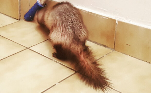 puffed up ferret tail