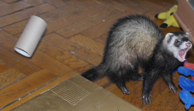 Ferret angry 2024