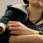 Are Ferrets Affectionate How Ferrets Show Affection