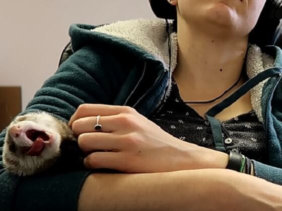 Are Ferrets Affectionate How Ferrets Show Affection