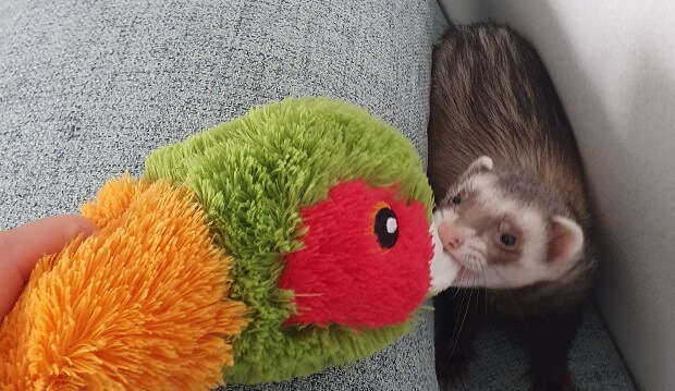 Is catnip safe for ferrets