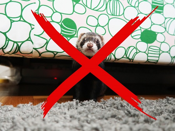 Ferrets legal hot sale