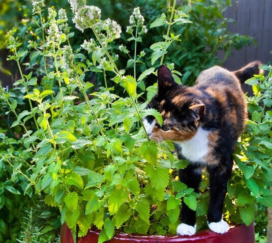 Is Catnip Safe For Ferrets Can I Give My Ferret Catnip