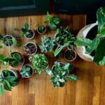 Ferrets And Plants What Household Plants Are Toxic To Ferrets