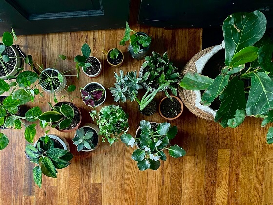 Ferrets And Plants What Household Plants Are Toxic To Ferrets