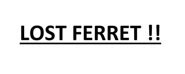 Lost ferret sign