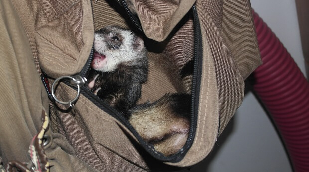 how to find a lost ferret in your house