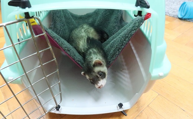 i lost my ferret